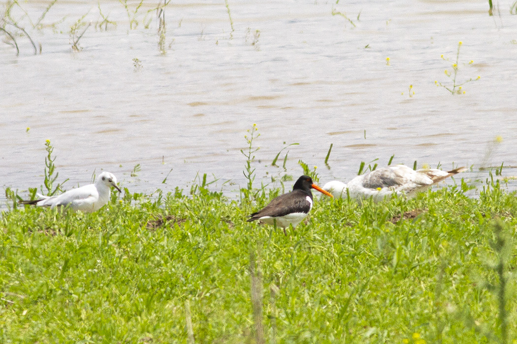 Eurasian Oystercatcher