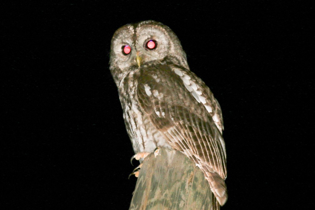 Tawny Owl