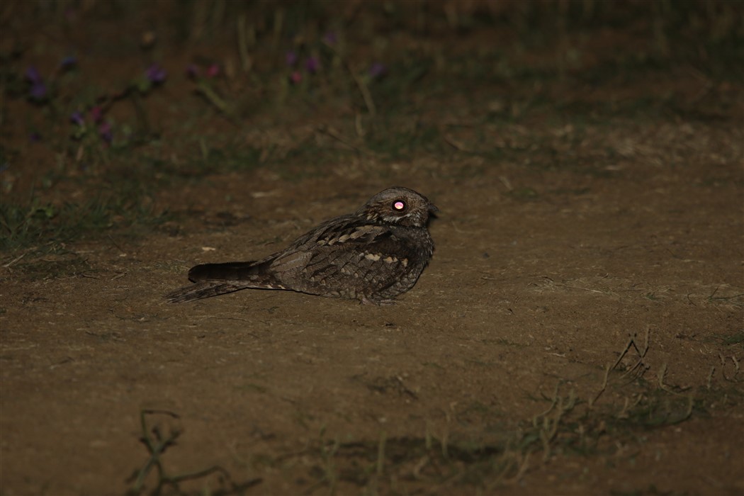 European Nightjar