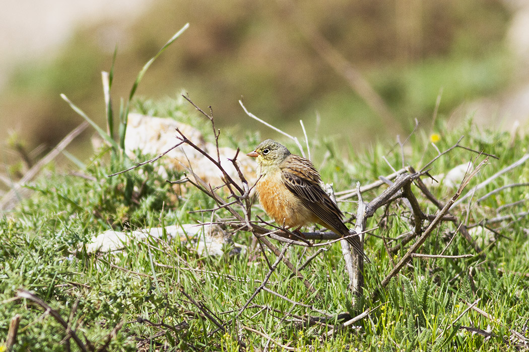 Ortolan Bunting