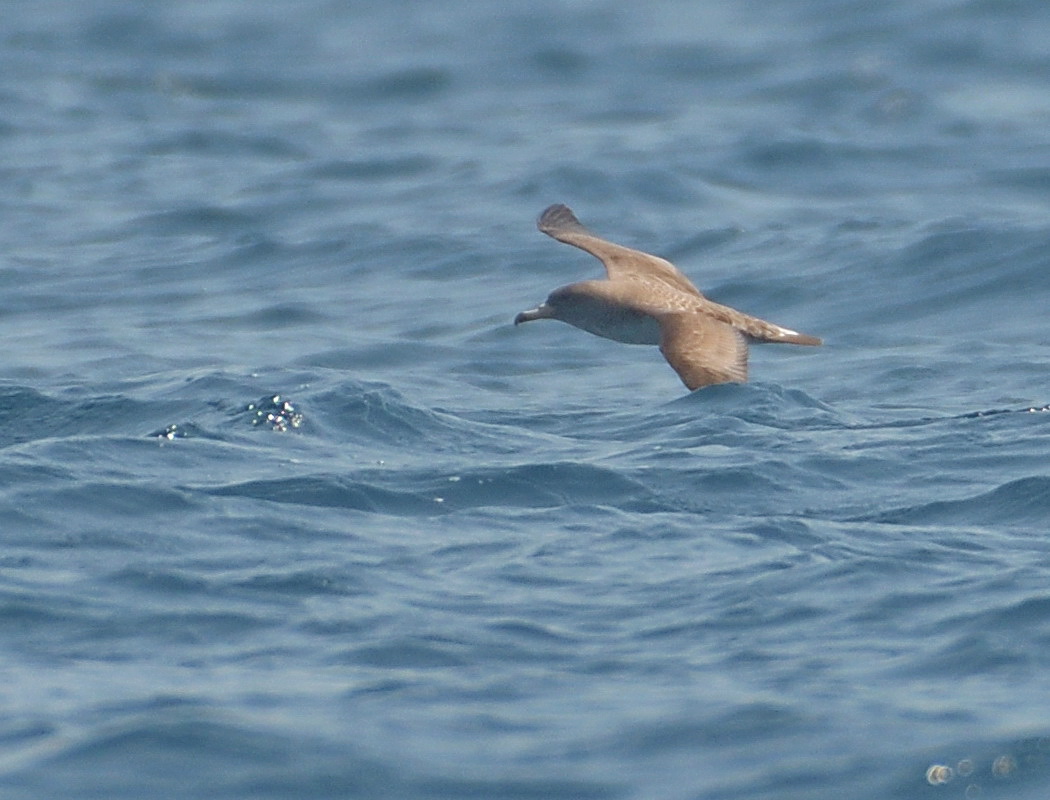 Scopoli`s Shearwater