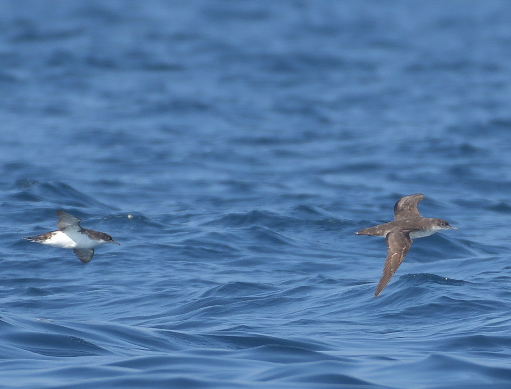 Yelkouan Shearwater