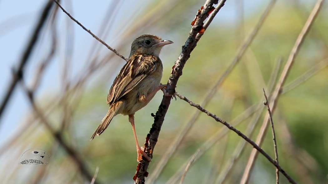 Zitting Cisticola