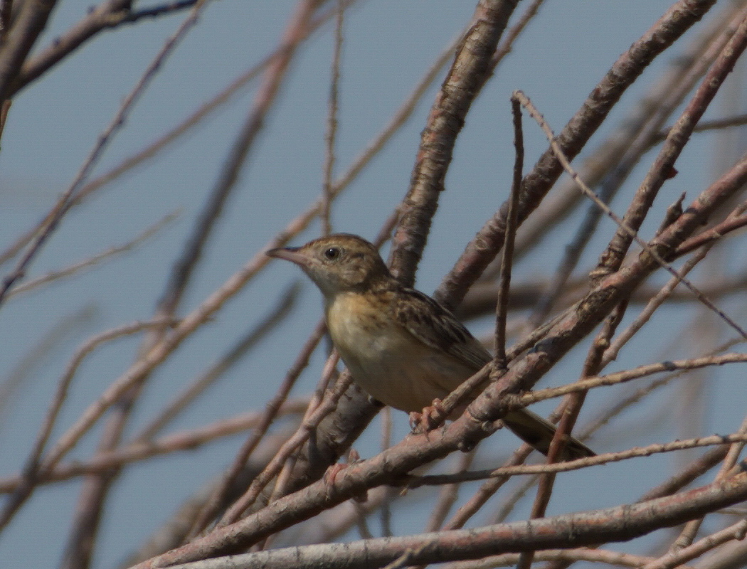 Zitting Cisticola