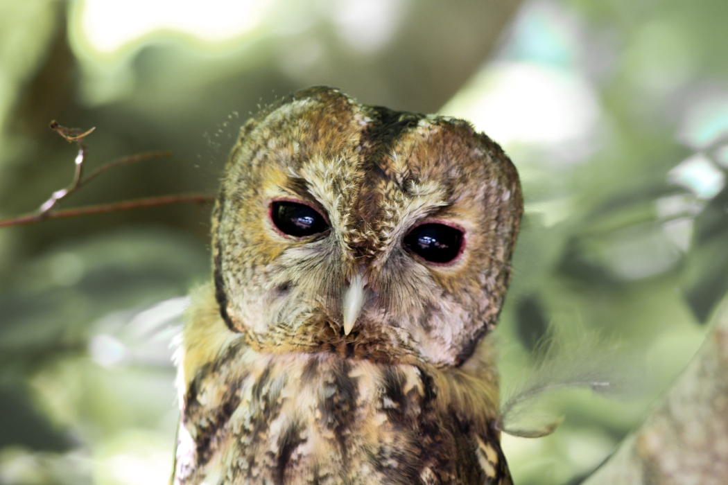 Tawny Owl