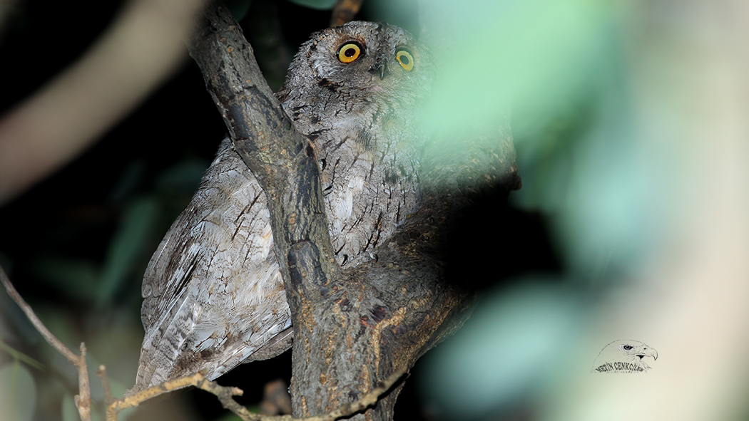 Eurasian Scops Owl
