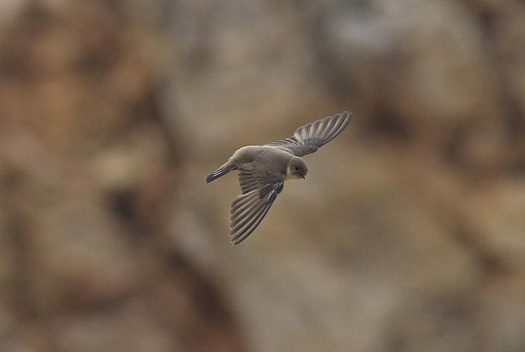 Eurasian Crag Martin
