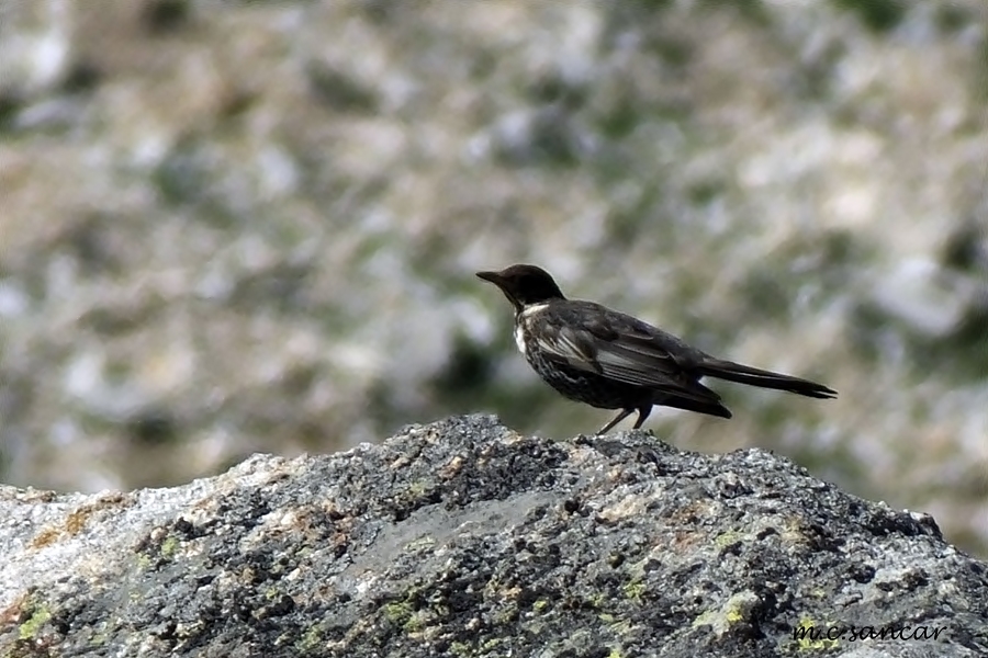 Ring Ouzel
