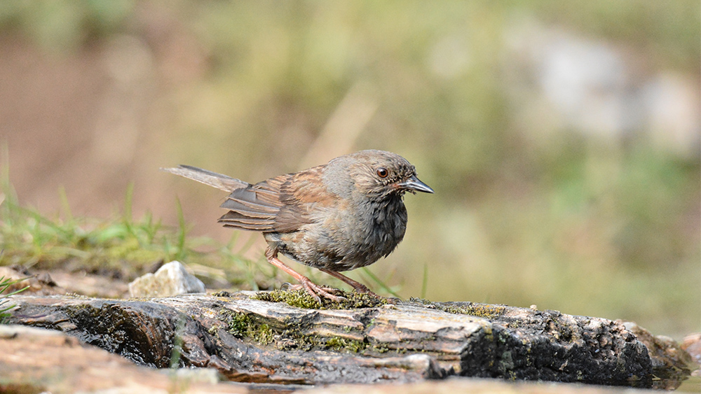Dunnock
