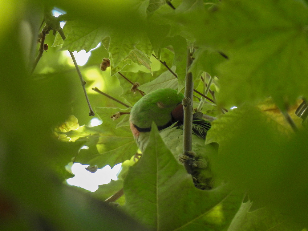 Alexandrine Parakeet