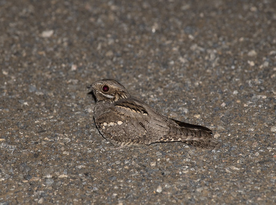 European Nightjar