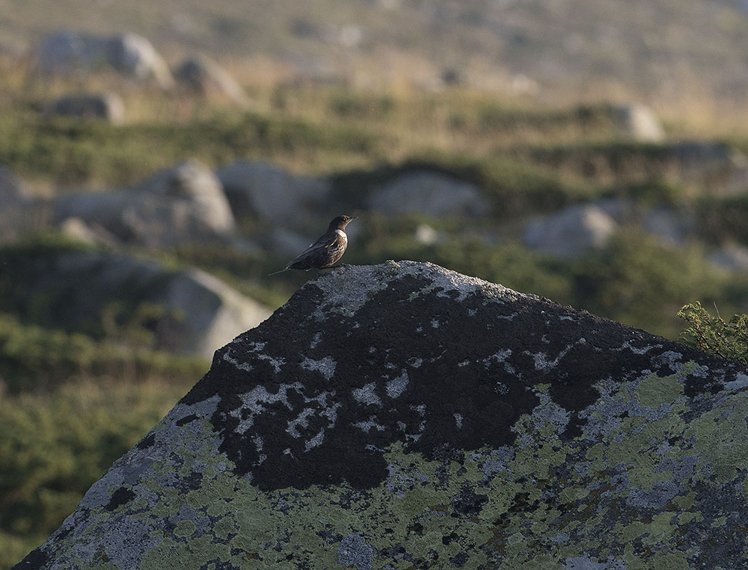 Ring Ouzel