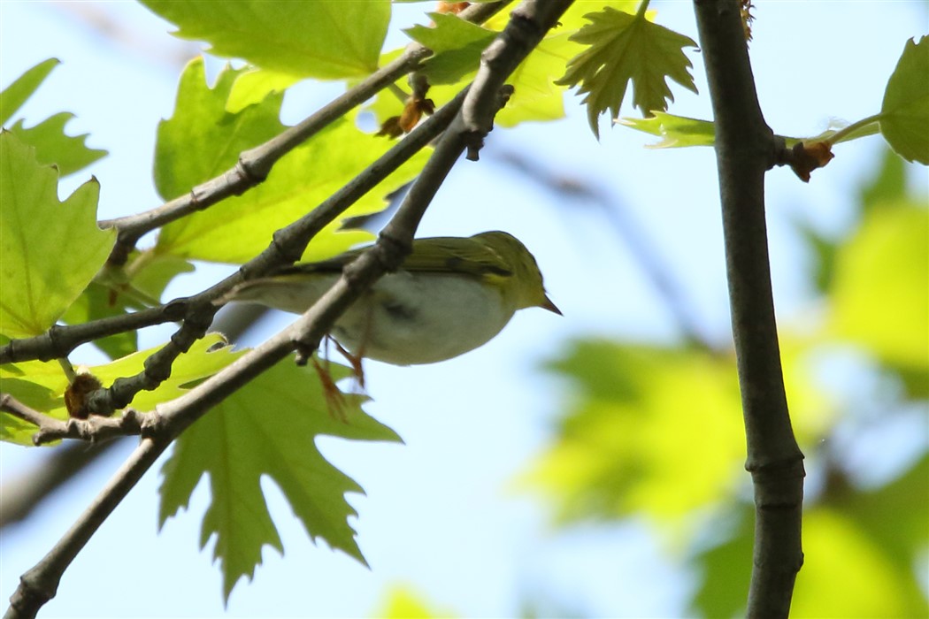 Wood Warbler