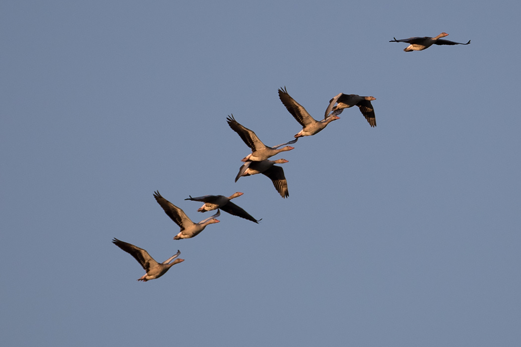 Greylag Goose