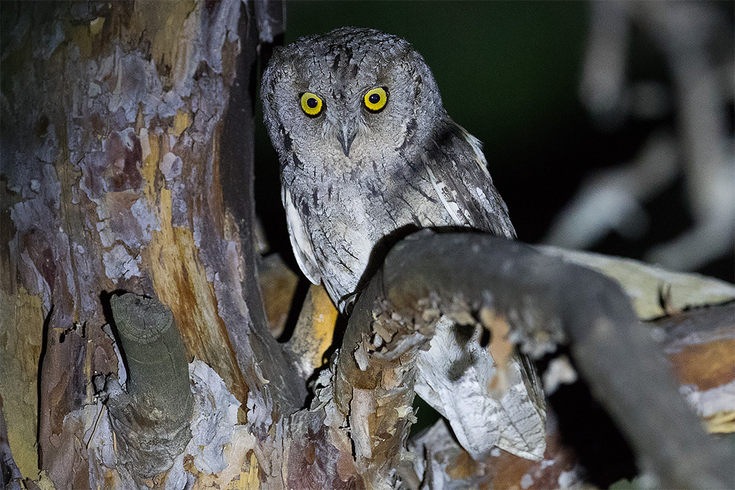 Eurasian Scops Owl