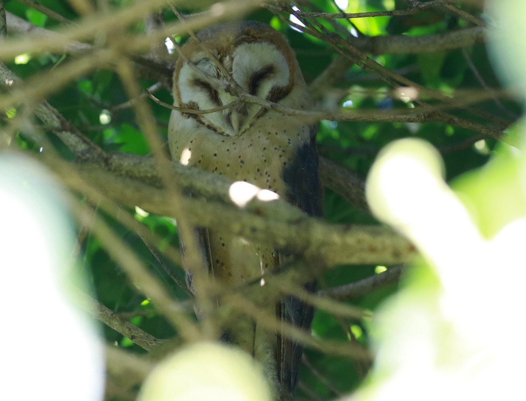 Western Barn Owl