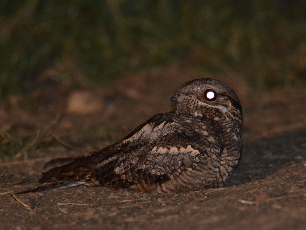European Nightjar