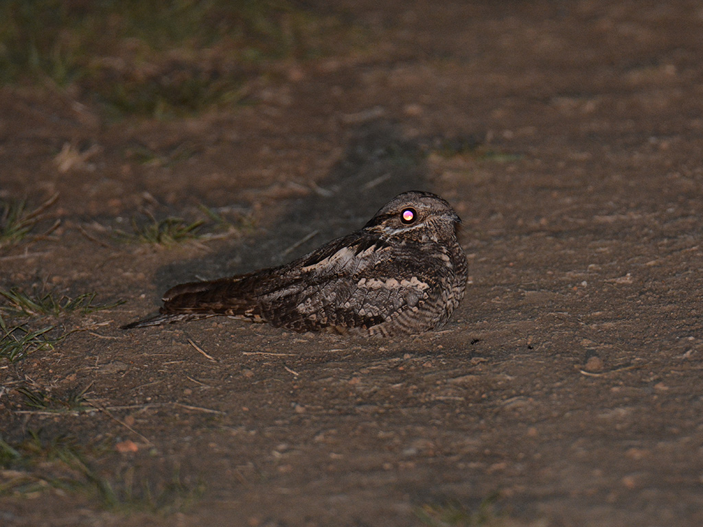 European Nightjar