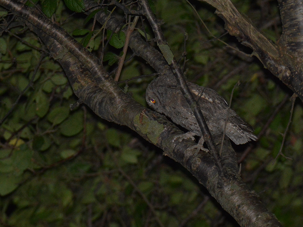 Eurasian Scops Owl