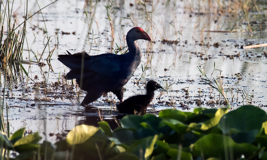 Grey-headed Swamphen