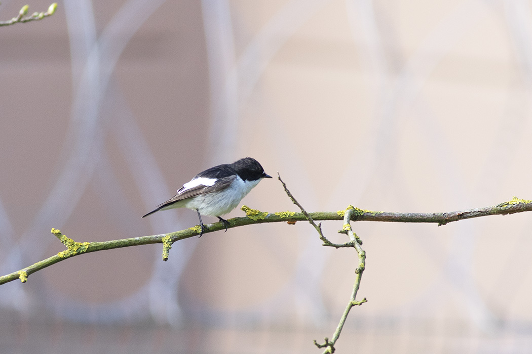 European Pied Flycatcher