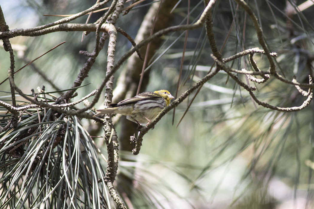 European Serin