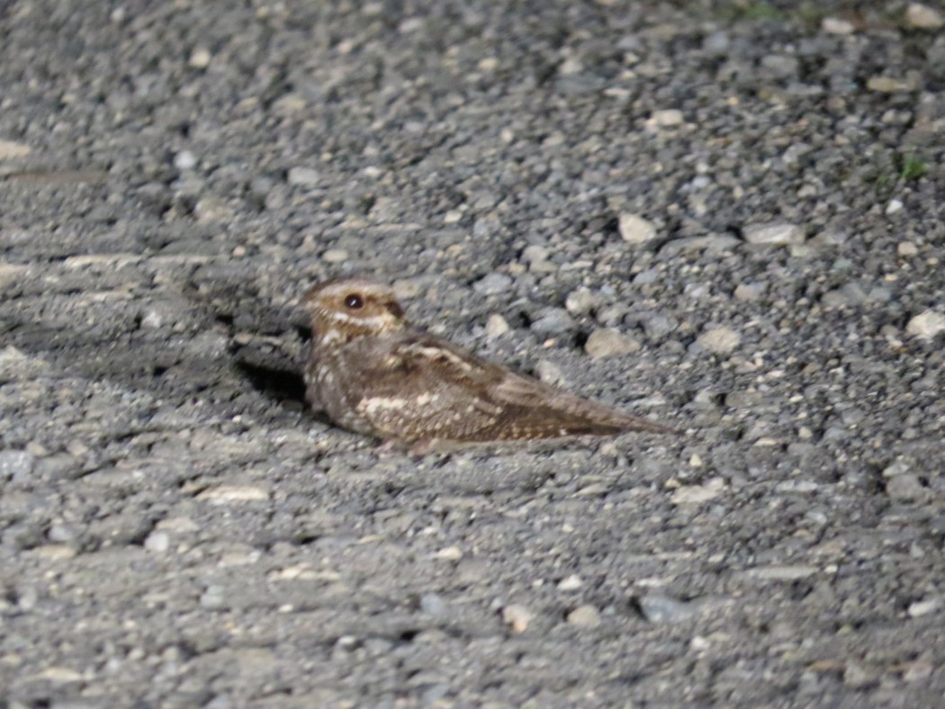 European Nightjar