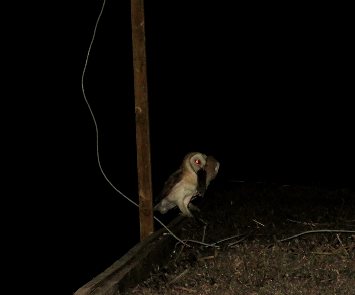 Western Barn Owl