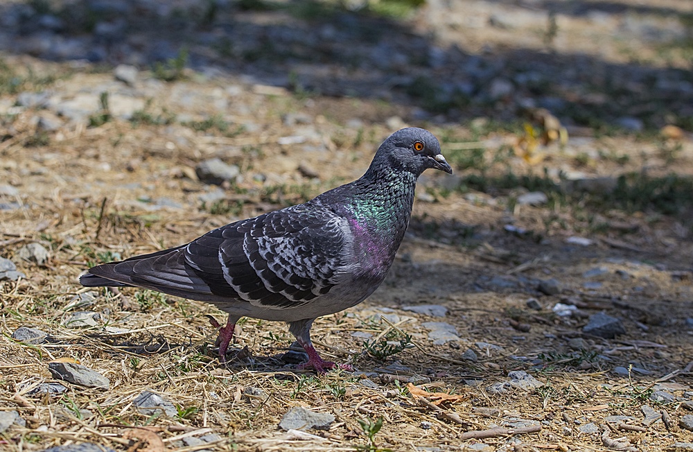 Rock Dove