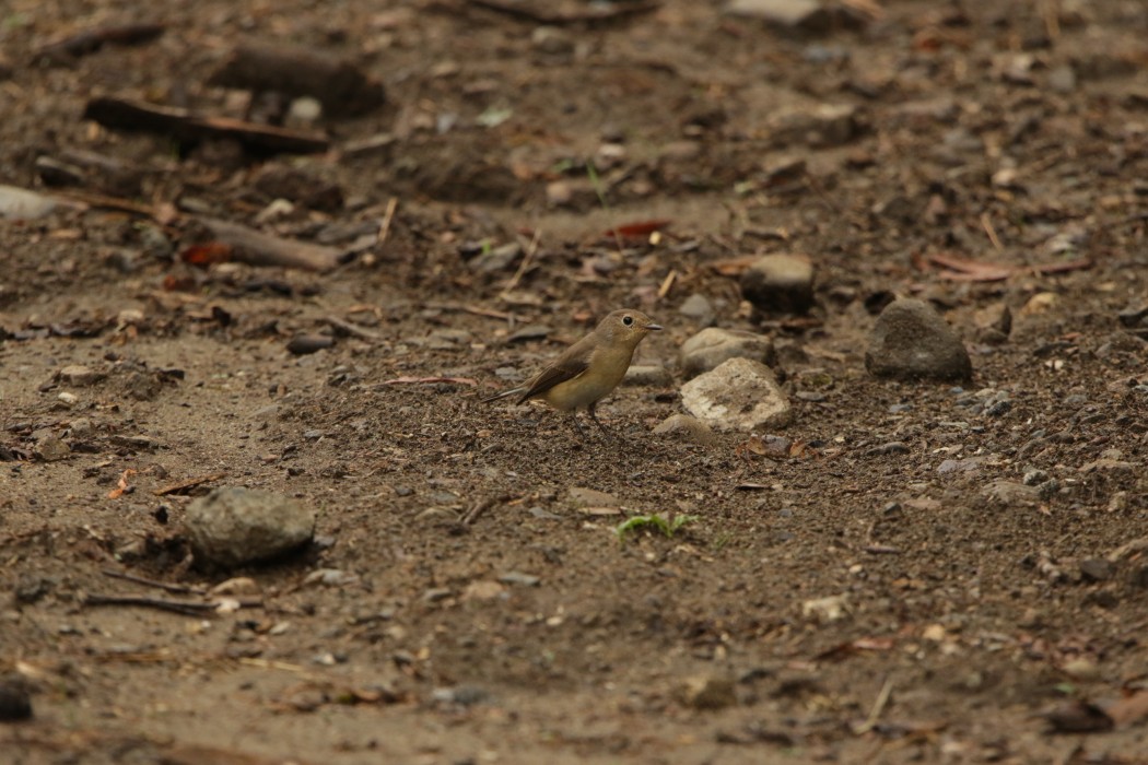 Red-breasted Flycatcher