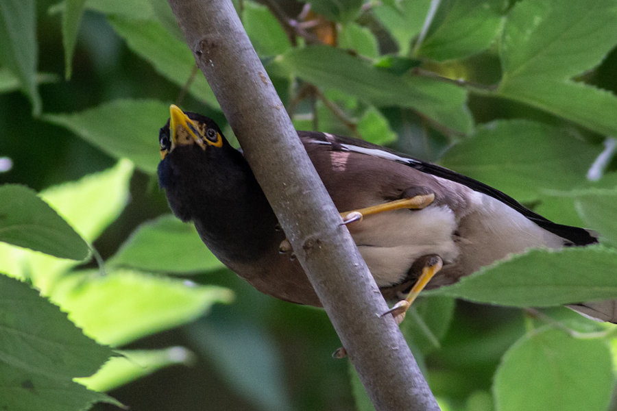Common Myna