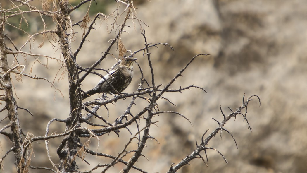 Ring Ouzel