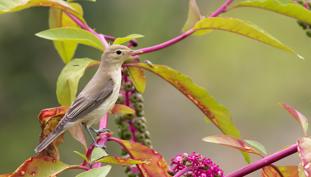 Icterine Warbler