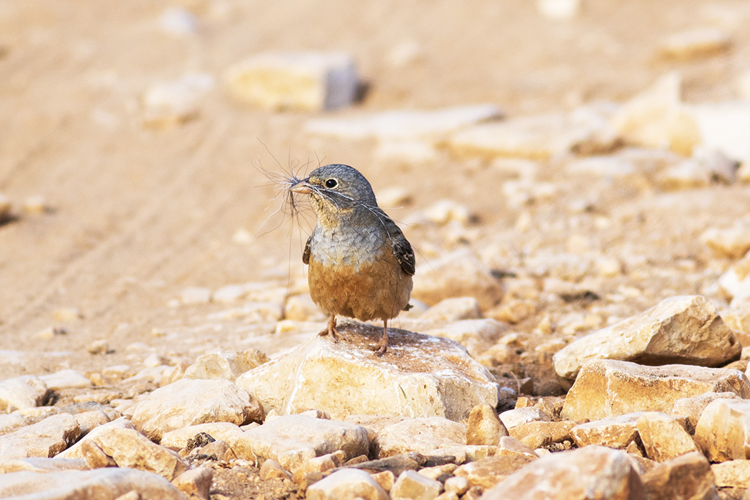 Cretzschmar`s Bunting