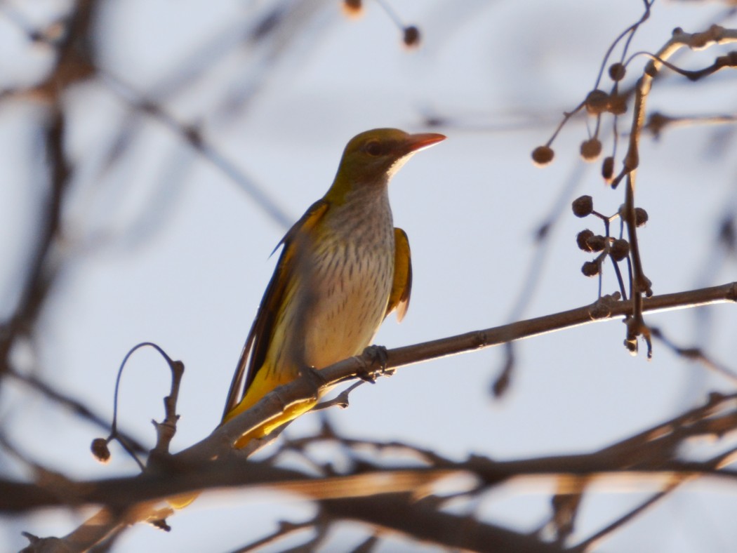 Eurasian Golden Oriole