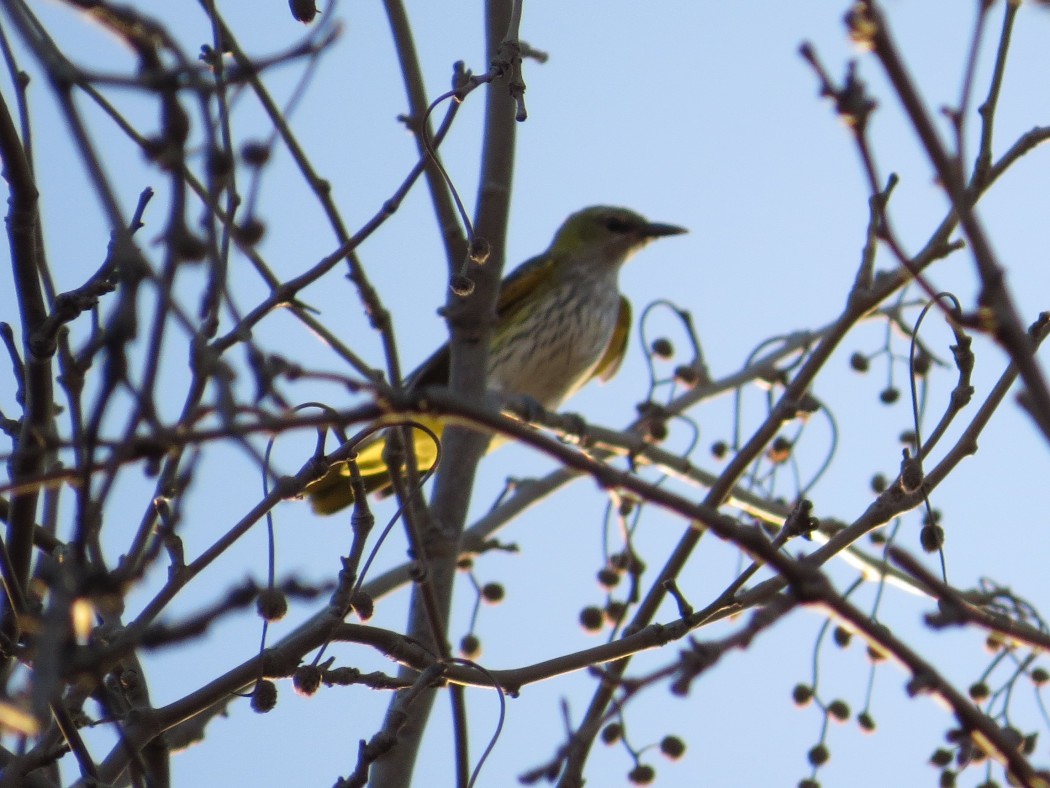 Eurasian Golden Oriole