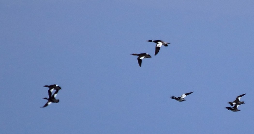 Red-breasted Merganser