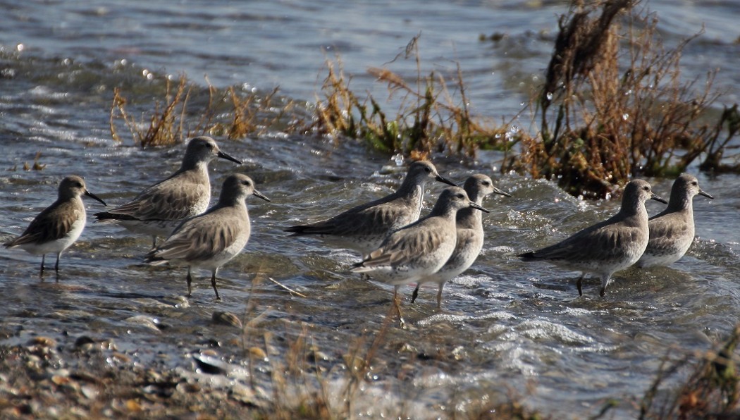 Red Knot