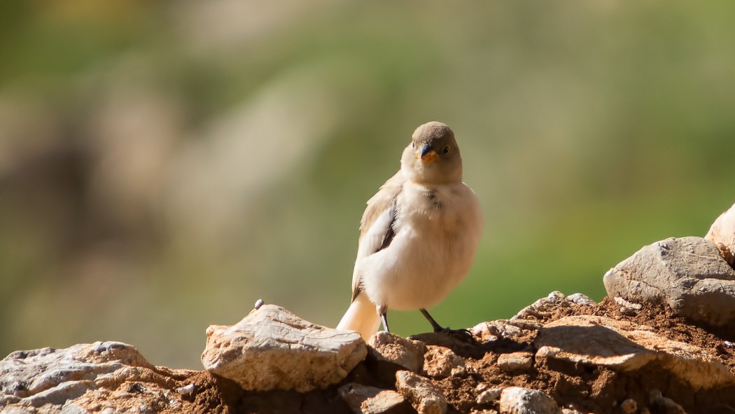White-winged Snowfinch