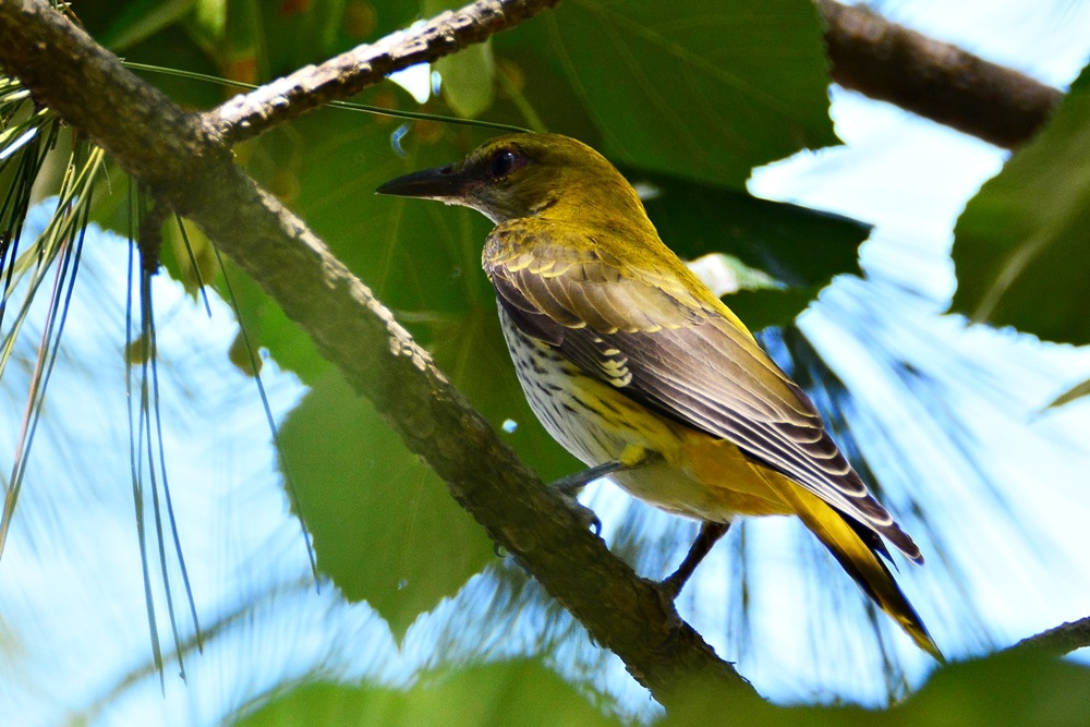 Eurasian Golden Oriole