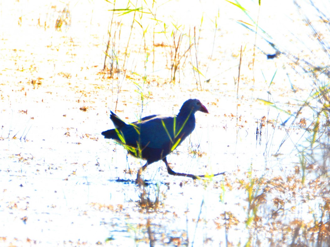 Grey-headed Swamphen