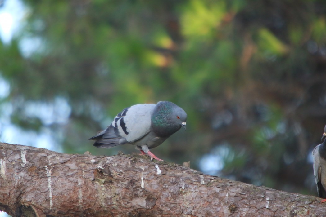 Rock Dove