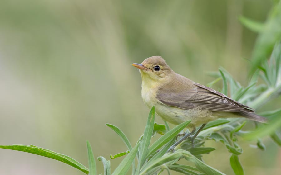 Icterine Warbler