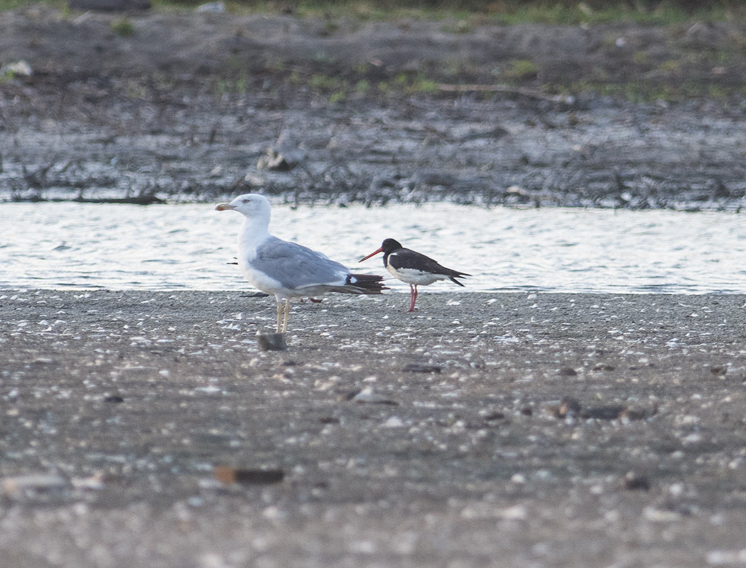 Eurasian Oystercatcher