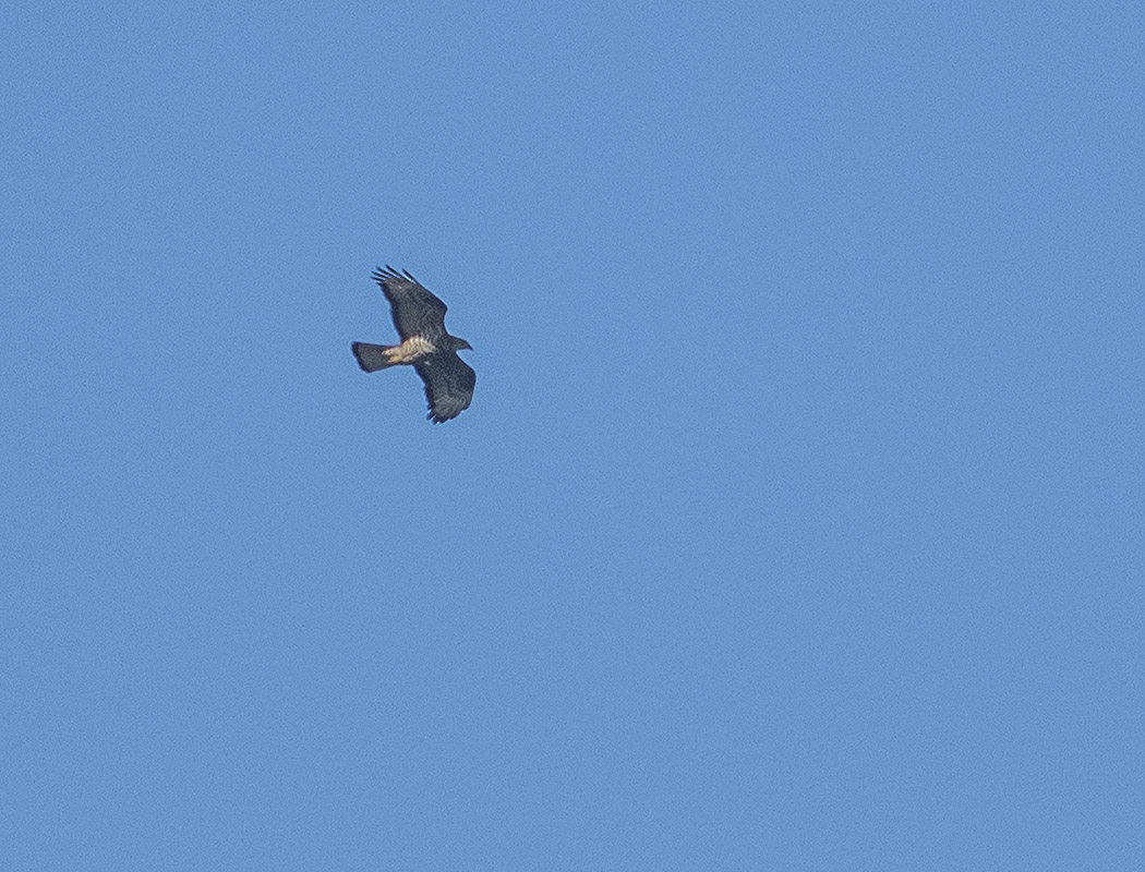European Honey Buzzard