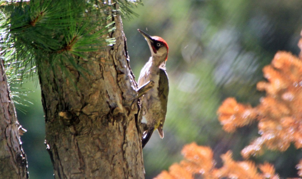European Green Woodpecker