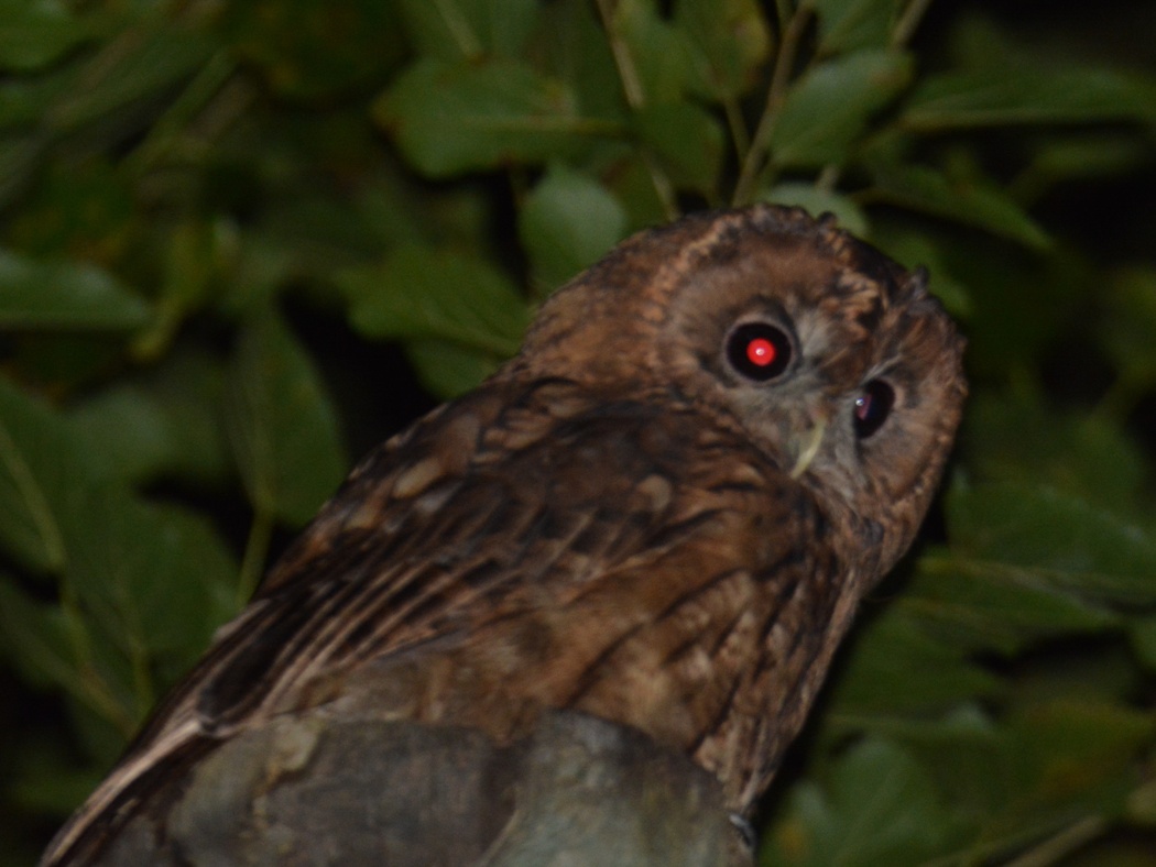 Tawny Owl