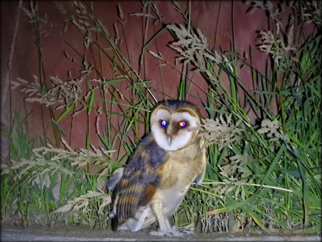Western Barn Owl