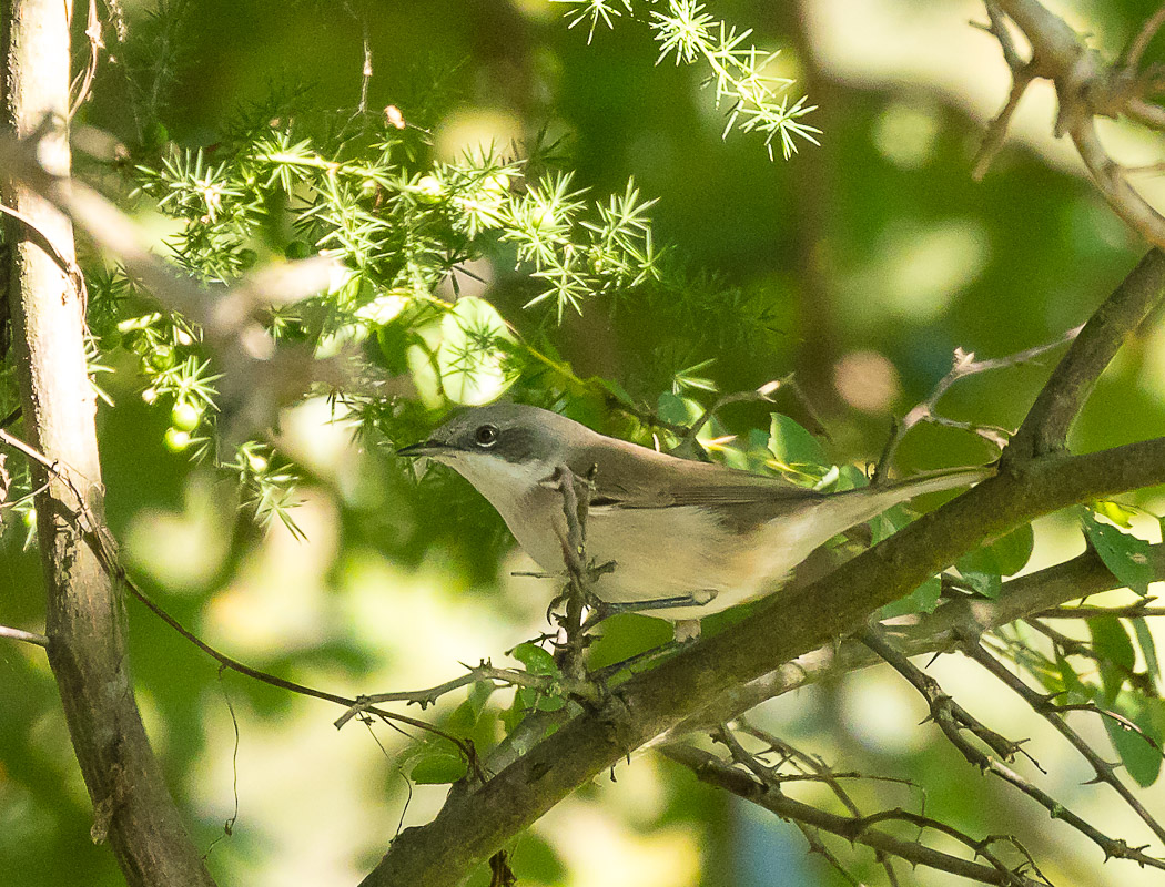 Eastern Orphean Warbler