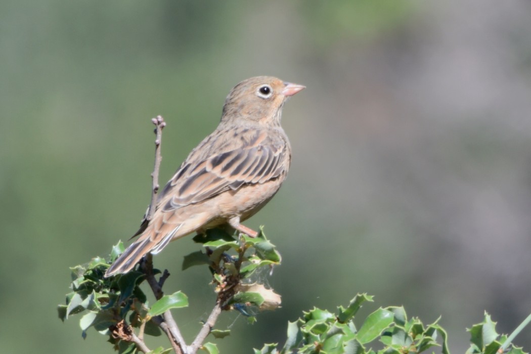 Cretzschmar`s Bunting